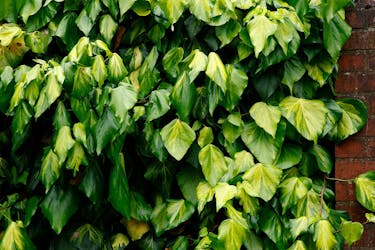 kaukasisk murgröna hedera colchica sulphur heart kaukasisk murgröna hedera colchica sulphur heart